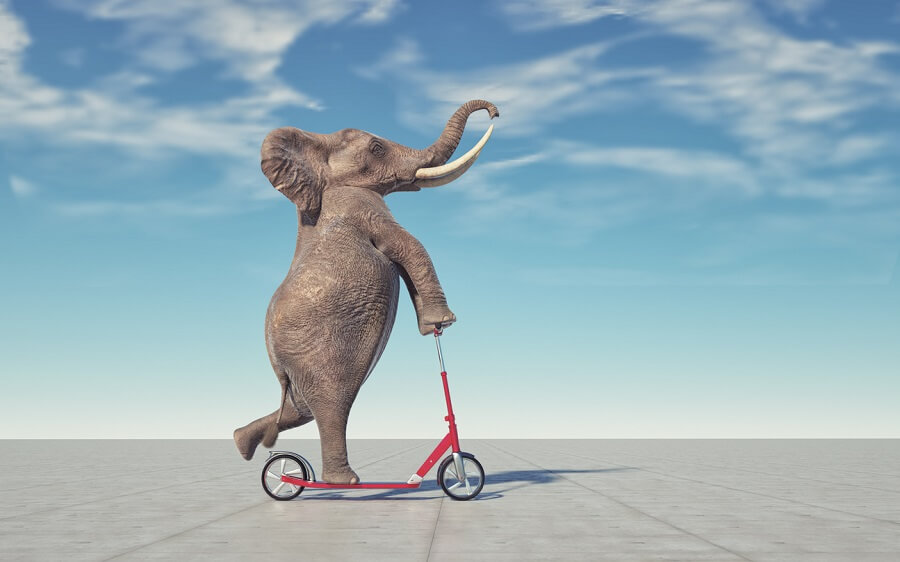 elefant pa sparkcykel